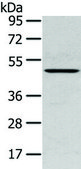 Anti-SERPINB11 affinity isolated antibody