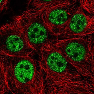 Anti-WASHC5 antibody produced in rabbit Prestige Antibodies&#174; Powered by Atlas Antibodies, affinity isolated antibody