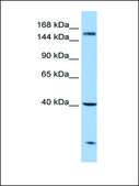 Anti-CPD antibody produced in rabbit affinity isolated antibody