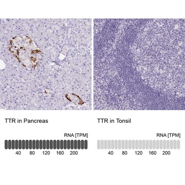 Monoclonal Anti-TTR antibody produced in mouse Prestige Antibodies&#174; Powered by Atlas Antibodies, clone CL0290, purified immunoglobulin, buffered aqueous glycerol solution