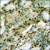Anti-phospho-Retinoblastoma (pSer807) antibody produced in rabbit affinity isolated antibody