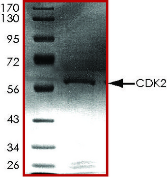 CDK2, GST tagged human recombinant, expressed in baculovirus infected Sf9 cells, &#8805;70% (SDS-PAGE), buffered aqueous glycerol solution