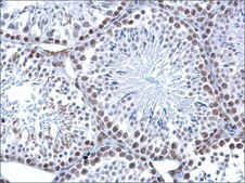 Monoclonal Anti-5-HydroxymethylCytosine / 5-hmC antibody produced in mouse clone GT13612, affinity isolated antibody