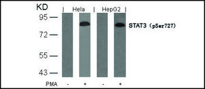 Anti-phospho-STAT3 (pSer727) antibody produced in rabbit affinity isolated antibody