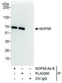 Rabbit anti-NOP56 Antibody, Affinity Purified Powered by Bethyl Laboratories, Inc.