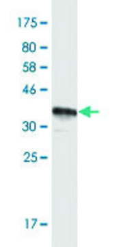 Monoclonal Anti-MUC12 antibody produced in mouse clone 8B10, purified immunoglobulin