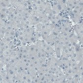 Monoclonal Anti-NECAB2 antibody produced in mouse Prestige Antibodies® Powered by Atlas Antibodies, clone CL0524, purified immunoglobulin, buffered aqueous glycerol solution