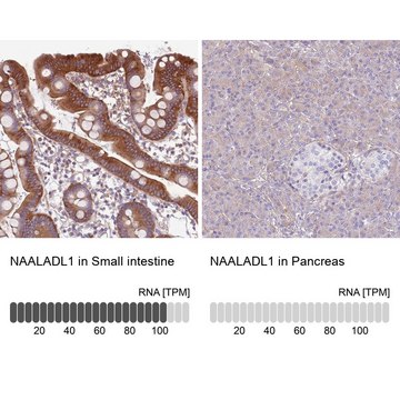 Anti-NAALADL1 antibody produced in rabbit Prestige Antibodies&#174; Powered by Atlas Antibodies, affinity isolated antibody, buffered aqueous glycerol solution