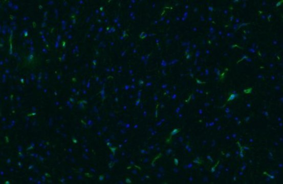 Anti-NG2 Chondroitin Sulfate Proteoglycan Antibody, clone 132.38 clone 132.38, from mouse