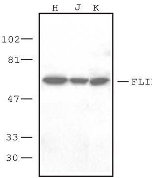 Anti-FLIP&#945;, C-Terminal antibody produced in rabbit IgG fraction of antiserum, buffered aqueous solution