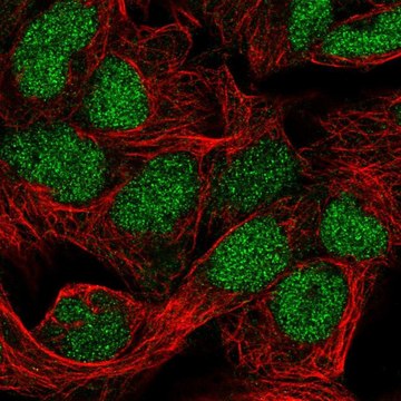 Anti-FAM208B antibody produced in rabbit Prestige Antibodies&#174; Powered by Atlas Antibodies, affinity isolated antibody