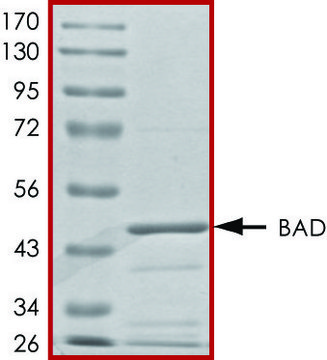 BAD, GST tagged human recombinant, expressed in baculovirus infected Sf9 cells, &#8805;70% (SDS-PAGE), buffered aqueous glycerol solution