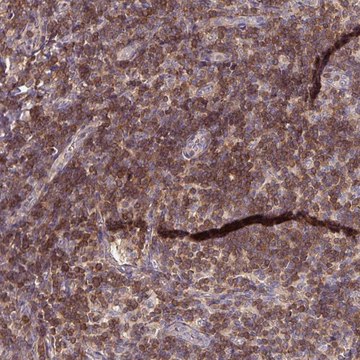 Anti-SLAMF6 antibody produced in rabbit Prestige Antibodies&#174; Powered by Atlas Antibodies, affinity isolated antibody, buffered aqueous glycerol solution