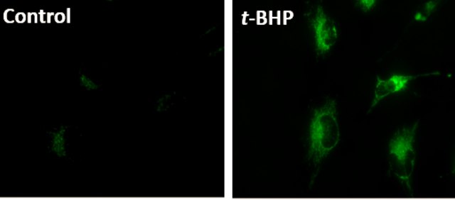 BioTracker&#8482; Mitochondrial Lipid Peroxide Live Cell Ferroptosis Indicator