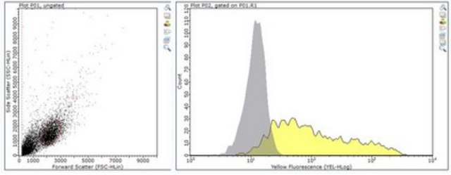 Anti-NKp46 (CD335) Antibody, clone WEN23 clone WEN23, from mouse, purified by affinity chromatography