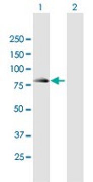 Anti-SEC16B antibody produced in mouse purified immunoglobulin, buffered aqueous solution