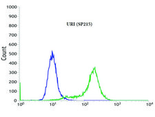 Anti-URI antibody, Rabbit monoclonal recombinant, expressed in proprietary host, clone SP215, affinity isolated antibody