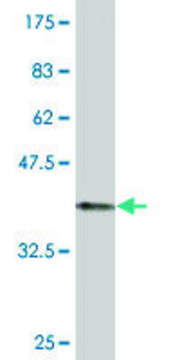 Monoclonal Anti-ZIC3 antibody produced in mouse clone 4F7, purified immunoglobulin, buffered aqueous solution