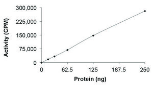PCTK3 (CDK18)/CYCLINY, Active PRECISIO® Kinase, recombinant