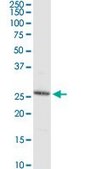 Anti-C8ORF33 antibody produced in rabbit purified immunoglobulin, buffered aqueous solution