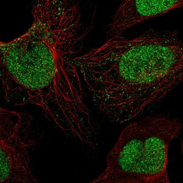 Anti-SIRT1 antibody produced in rabbit Prestige Antibodies&#174; Powered by Atlas Antibodies, affinity isolated antibody