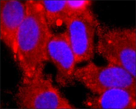 Monoclonal Anti-GPI antibody produced in mouse culture supernatant