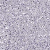 Anti-LRP8 Prestige Antibodies® Powered by Atlas Antibodies, affinity isolated antibody