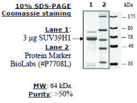 SUV39H1 human recombinant, expressed in E. coli, &#8805;50% (SDS-PAGE)