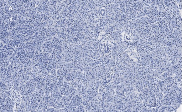 Anti-Pancreatic Polypeptide Antibody, clone 3H5, ZooMAb&#174; Rabbit Monoclonal recombinant, expressed in HEK 293 cells