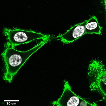 BioTracker&#8482; MemBright 488 Live Cell Dye