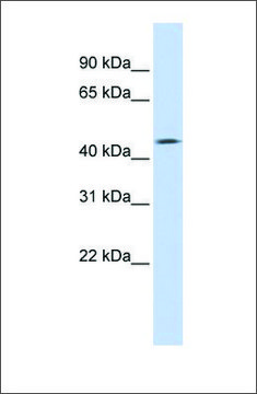 Anti-TMEFF1 antibody produced in rabbit affinity isolated antibody