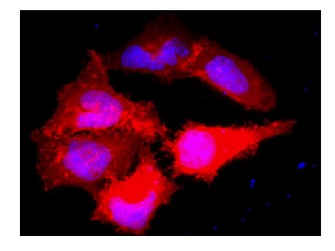 Anti-Myc Tag Antibody, clone 9E10, Alexa Fluor&#8482; 555 conjugate clone 9E10, Upstate&#174;, from mouse