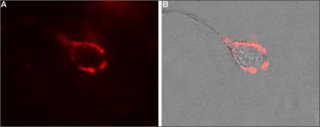 Anti-Calcium Channel (&#945;2/&#948;-1 Subunit) antibody produced in rabbit affinity isolated antibody, lyophilized powder