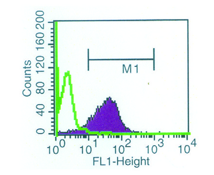 Anti-Shiga Toxin 1, B Subunit-FITC antibody, Mouse monoclonal clone 13C4, purified from hybridoma cell culture