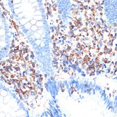 Anti-ELMO1 Antibody, clone 9X6Y6, Rabbit Monoclonal