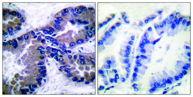 Anti-NRF2 antibody produced in rabbit affinity isolated antibody