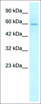 Anti-GSK3A antibody produced in rabbit IgG fraction of antiserum