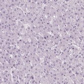 Anti-POLR3D antibody produced in rabbit Prestige Antibodies® Powered by Atlas Antibodies, affinity isolated antibody, buffered aqueous glycerol solution