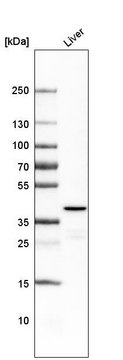 Monoclonal Anti-OTC antibody produced in mouse Prestige Antibodies&#174; Powered by Atlas Antibodies, clone CL4049, purified immunoglobulin