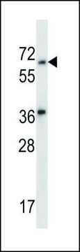 ANTI-LINGO3 (C-TERM) antibody produced in rabbit IgG fraction of antiserum, buffered aqueous solution