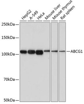 Anti-ABCG1 antibody produced in rabbit