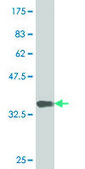 Monoclonal Anti-NEUROD6 antibody produced in mouse clone 3B3, purified immunoglobulin, buffered aqueous solution