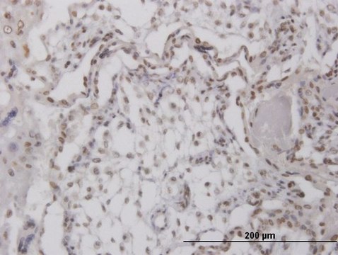 Anti-RPA4 antibody produced in mouse IgG fraction of antiserum, buffered aqueous solution