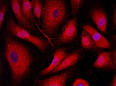 Anti-PLK2 (376-390) antibody produced in rabbit IgG fraction of antiserum, buffered aqueous solution