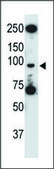 Anti-Mouse Tlr5 (N-term) antibody produced in rabbit IgG fraction of antiserum, buffered aqueous solution
