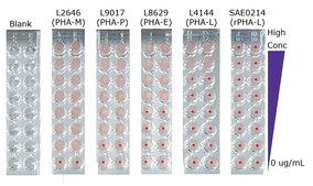 Leucoagglutinin from P. vulgaris, recombinant Expressed in P. pastoris, lyophilized powder, suitable for cell culture