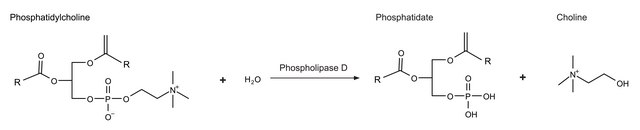 磷脂酶 D 来源于花生 Type II, lyophilized powder, &#8805;60&#160;units/mg protein