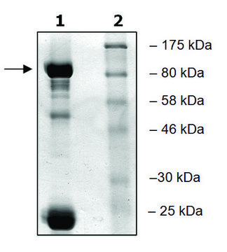 BTK active human recombinant, expressed in baculovirus infected Sf9 cells, &#8805;80% (SDS-PAGE)