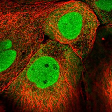 Anti-PKNOX1 antibody produced in rabbit Prestige Antibodies&#174; Powered by Atlas Antibodies, affinity isolated antibody