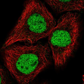 Anti-GRHL2 antibody produced in rabbit Prestige Antibodies&#174; Powered by Atlas Antibodies, affinity isolated antibody